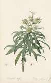Dracoena reflexa