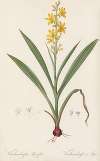 Wachendorfia thyrsiflora