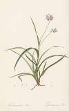Tradescantia rosea