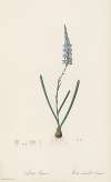 Ixia cepacea