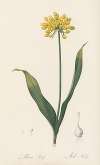 Allium Moly