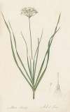 Allium tartaricum