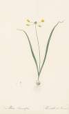 Allium scorzoneraefolium