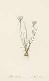 Allium moschatum