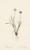 Allium carolinianum