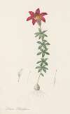 Lilium philadelphicum