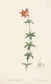 Lilium penduliflorum