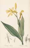 Canna flaccida