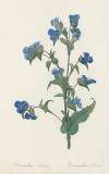 Commelina tuberosa