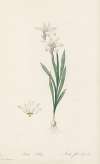 Ixia Liliago