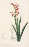 Antholyza aethiopica