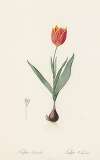 Tulipa suaveolens