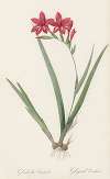 Gladiolus cardinalis
