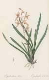 Epidendrum sinense