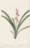 Epidendrum aloifolium