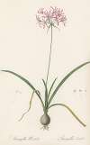 Amaryllis undulata