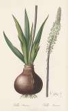 Scilla maritima