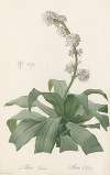 Aletris fragrans