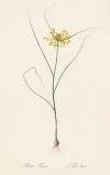 Allium flavum