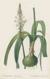 Ornithogalum longibracteatum
