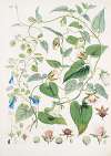 A. C. Gracilis, H. f. et T. ; B. Codonopsis (Campanumcea) Javanica, H.f. et T. C. C. Inflata, H.f. & T.