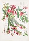 A. Vaccinium Salignum, H.f. et T. ; B. Vaccinium Serpens, H.f. et T.