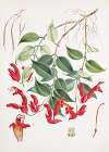 Aeschynanthus Peelii, H.f. & T.