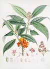 Aucuba Himalaica, H.f. et T.