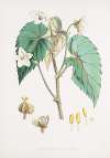 Begonia Cathcartii, H. f. et T.