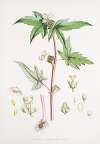 Begonia Gemmipara, H.f. et T.
