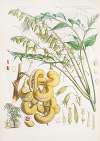 Decaisnea Insignis, H.f. et T.
