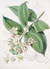 Duabanga Sonneratioides, Ham.