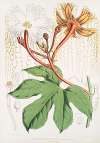 Hodgsonia Heteroclita, Hook. fil. et Thoms. (Male plant)