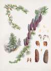 Larix Griffithii, H.f. & T.
