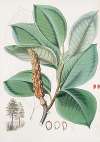 Magnolia Campbellii, H.f. et T. (Fruiting plant in foliage)