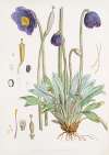 Meconopsis Simplicifolia, H. f. et T.