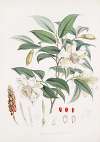 Michelia Cathcartii, H.f. et T.