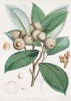 Quercus Lamellosa, Ham.