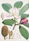 Talauma Hodgsoni, H.f. et T.