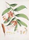 Vanda Cathcarti, Lindley.