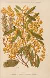 Acacia
