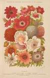 Anemone