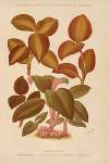 Anoectochilus