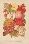 Begonia