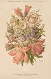 Campanula