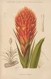 Caraguata Conifera