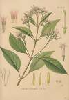Cinchona officinalis