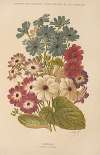 Cineraria