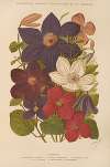 Clematis