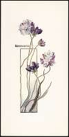 Brodiaea